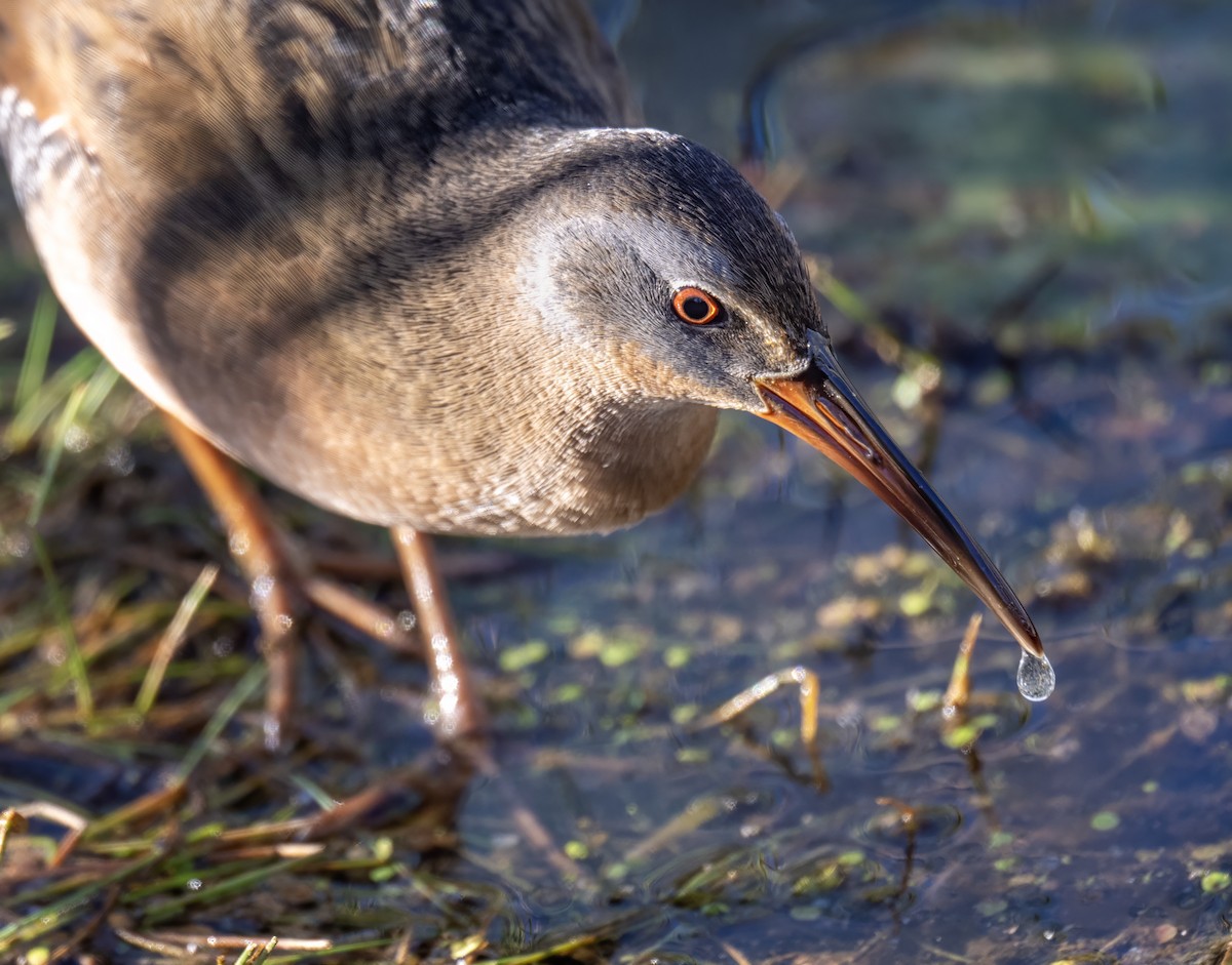 Virginia Rail - ML642834763