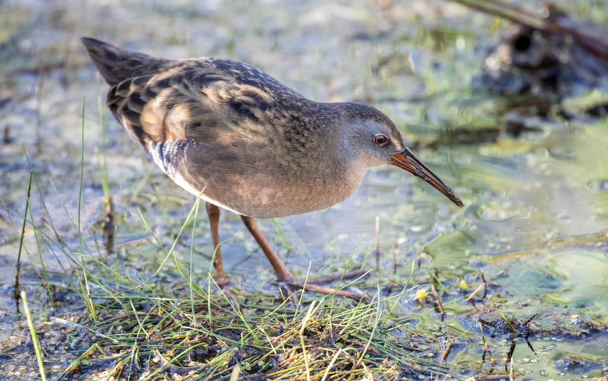Virginia Rail - ML642834764