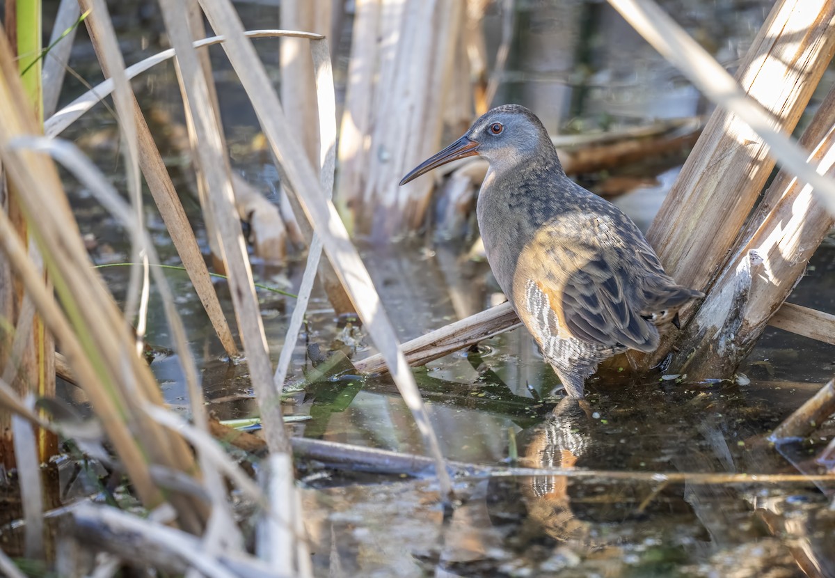 Virginia Rail - ML642834765