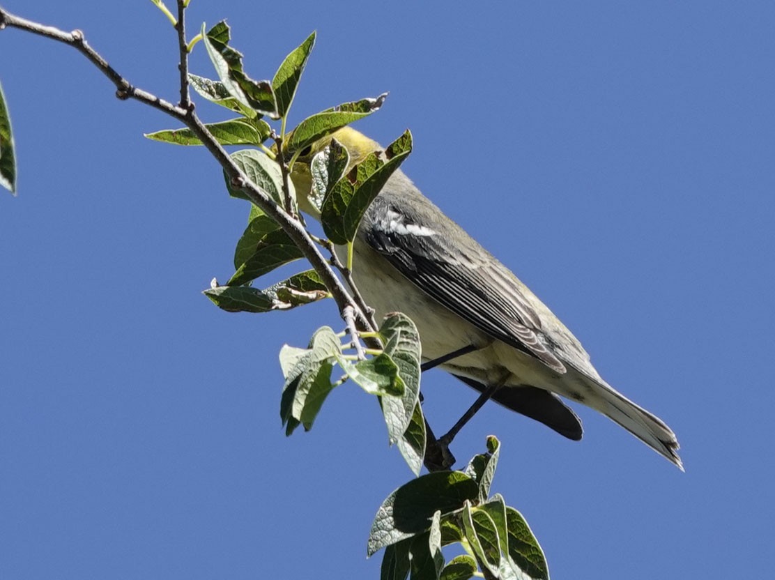 Hermit Warbler - ML642834767