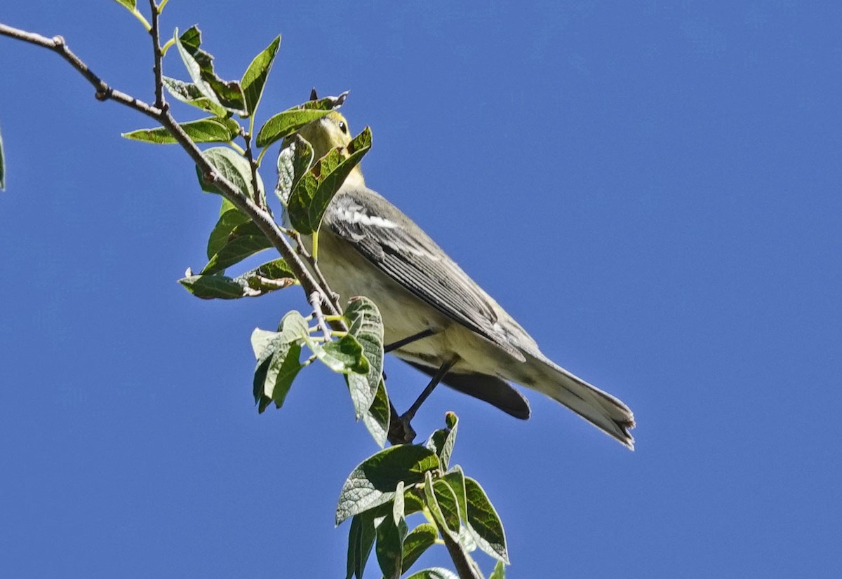 Hermit Warbler - ML642834768