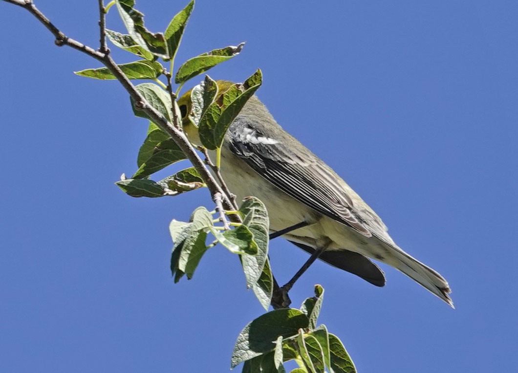 Hermit Warbler - ML642834769