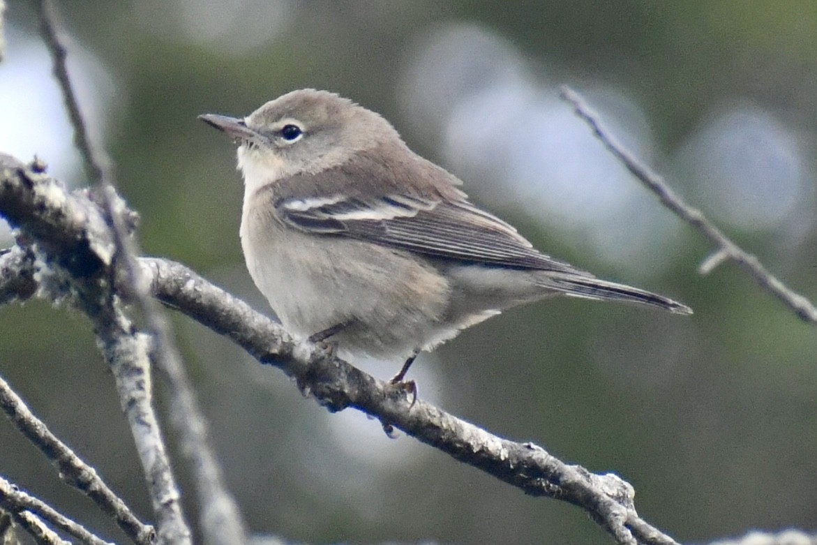Pine Warbler - ML642834770