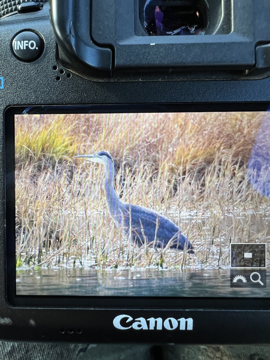 Great Blue Heron - ML642834771