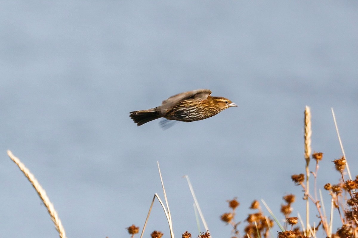 Red-winged Blackbird - ML642834772