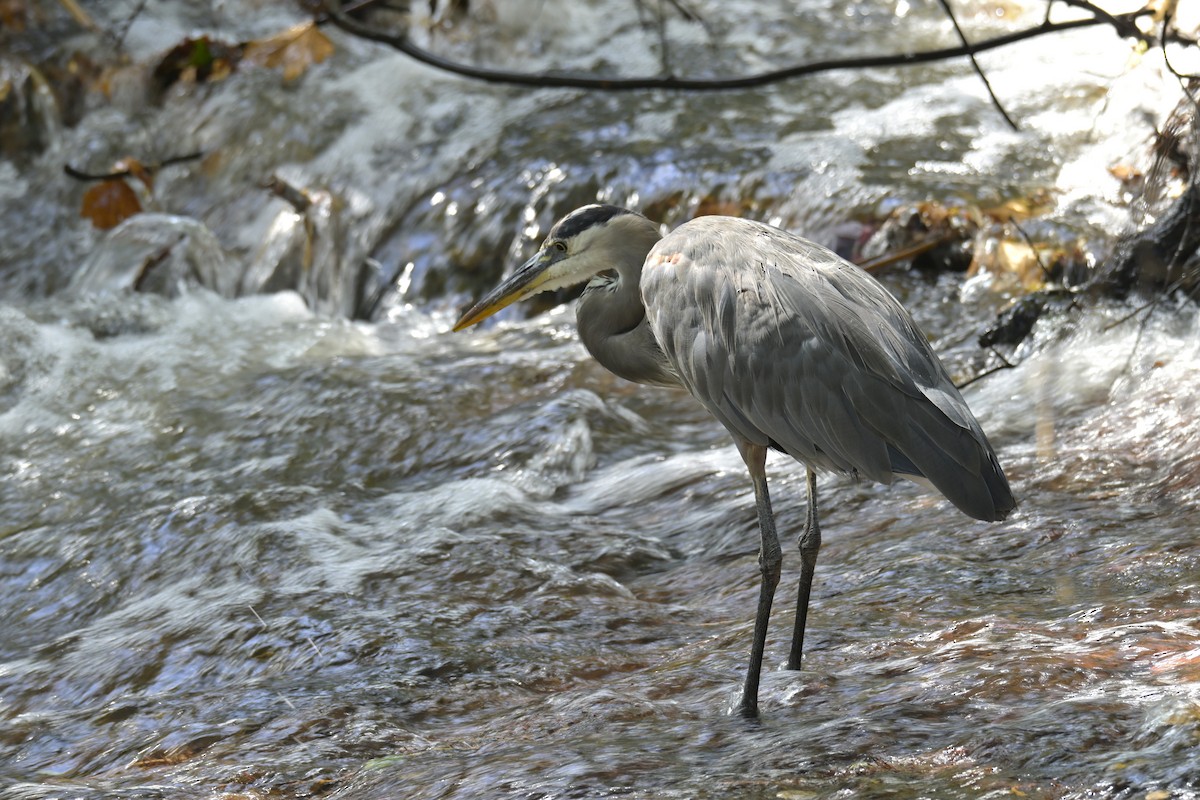 Great Blue Heron - ML642834774