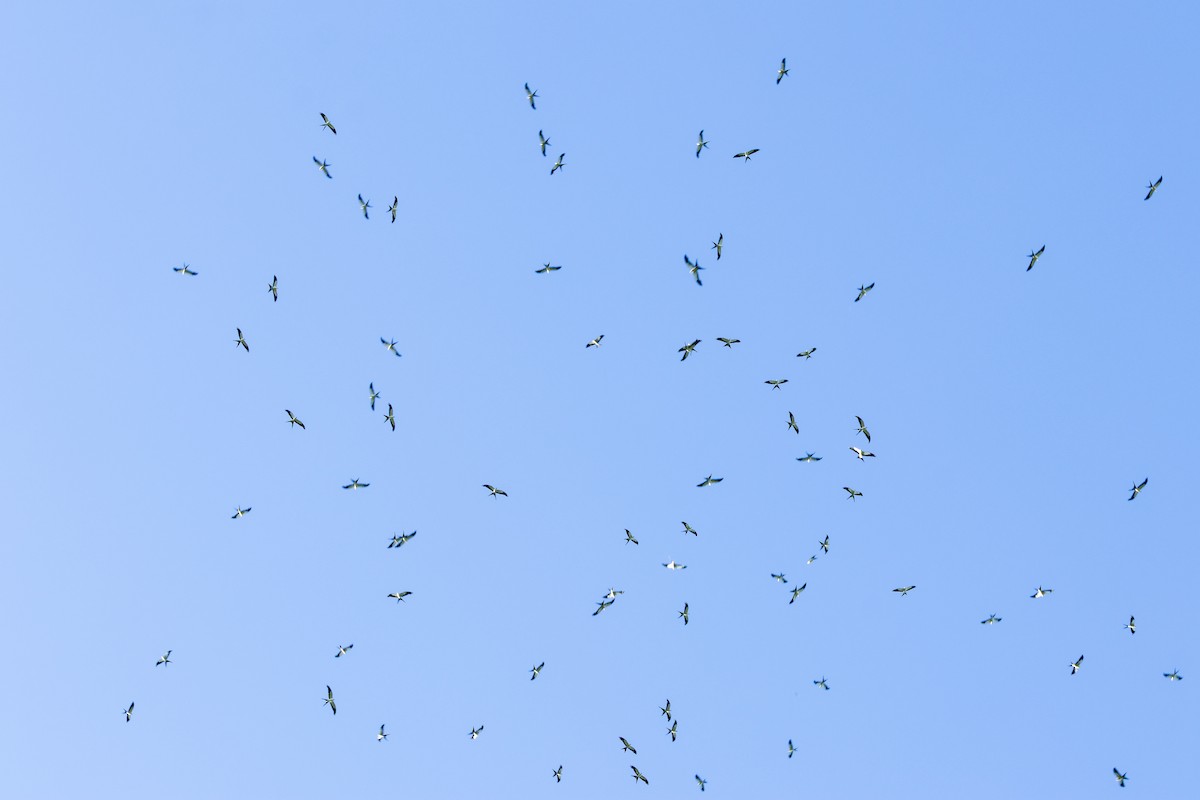 Schwalbenweih - ML642834776