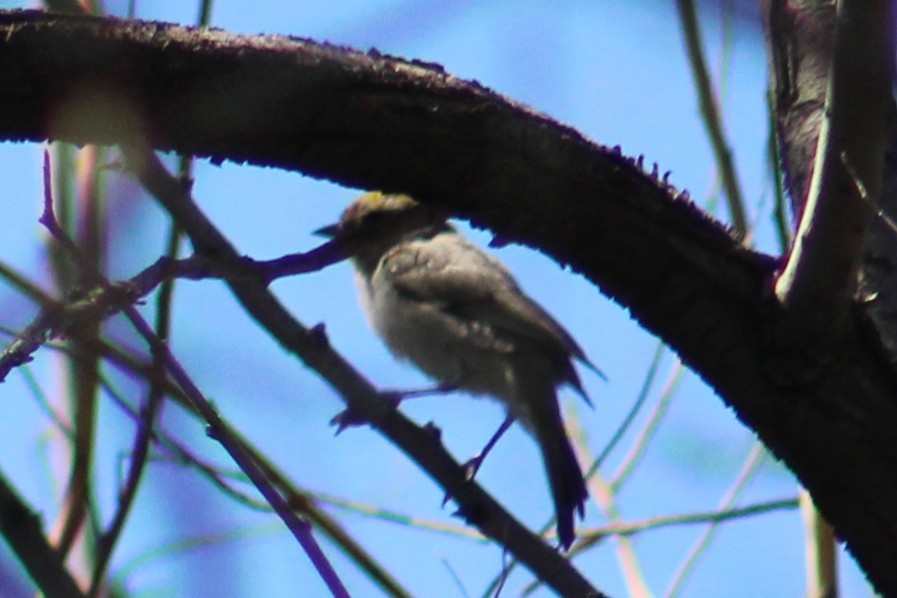 Auripare verdin - ML642834785