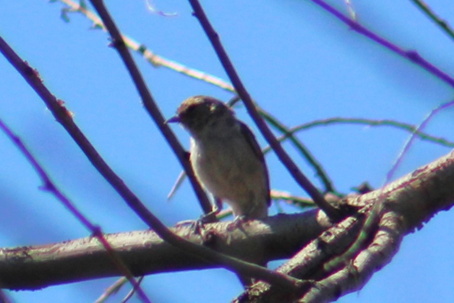 Auripare verdin - ML642834786