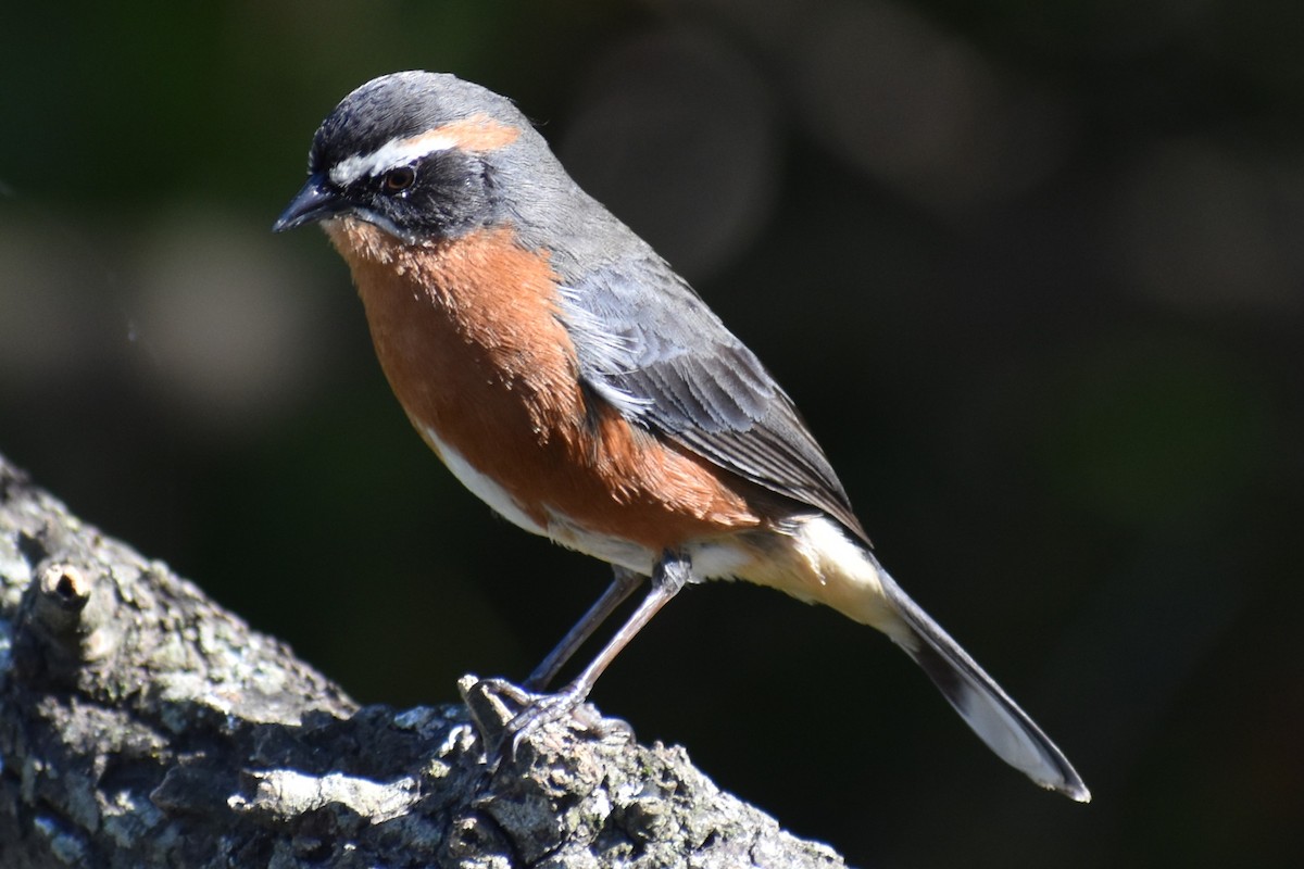 Black-and-rufous Warbling Finch - ML642834790