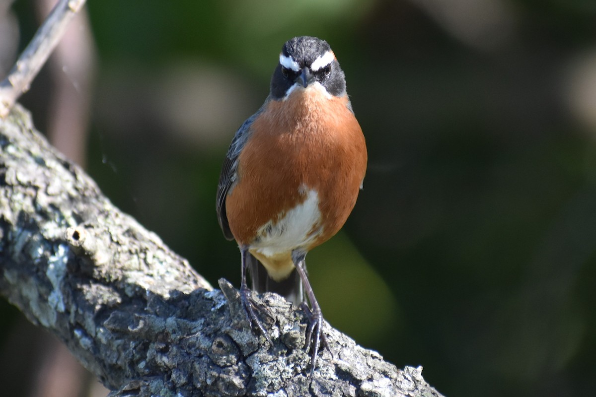 Black-and-rufous Warbling Finch - ML642834791