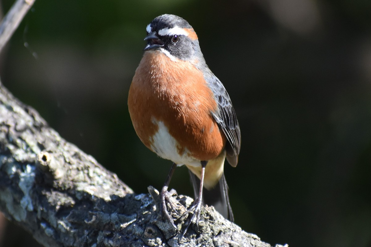 Black-and-rufous Warbling Finch - ML642834792
