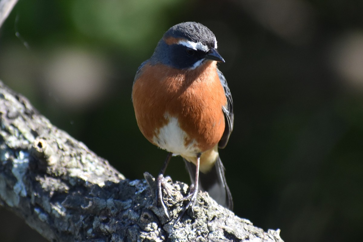 Black-and-rufous Warbling Finch - ML642834793