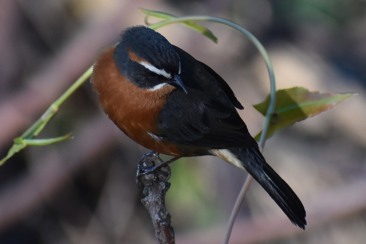Black-and-rufous Warbling Finch - ML642834795