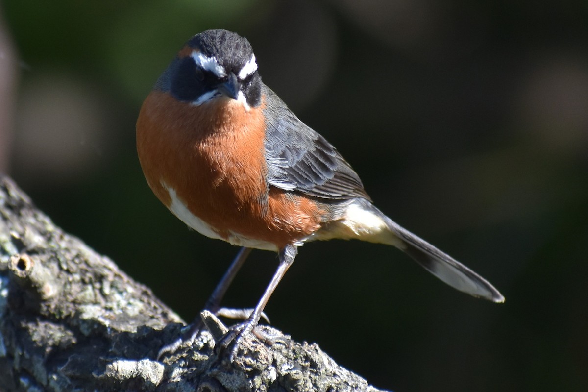 Black-and-rufous Warbling Finch - ML642834796