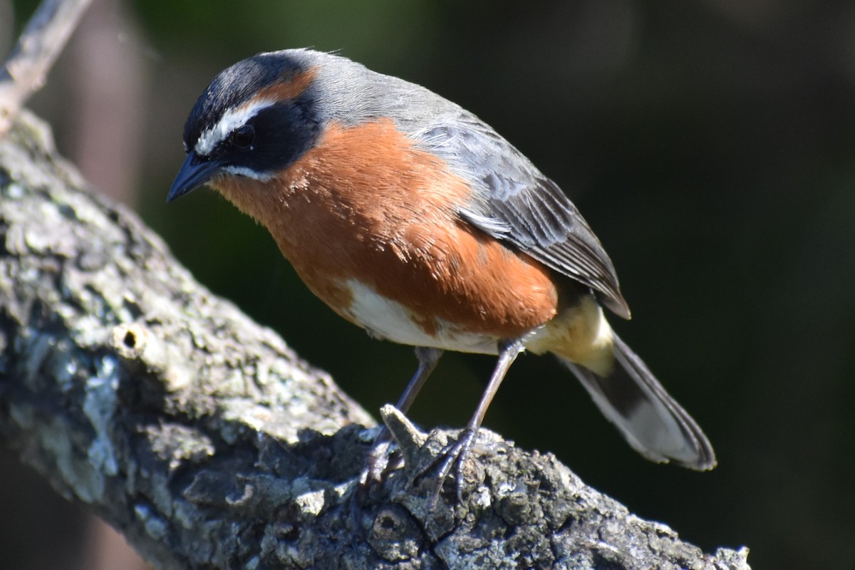 Black-and-rufous Warbling Finch - ML642834797