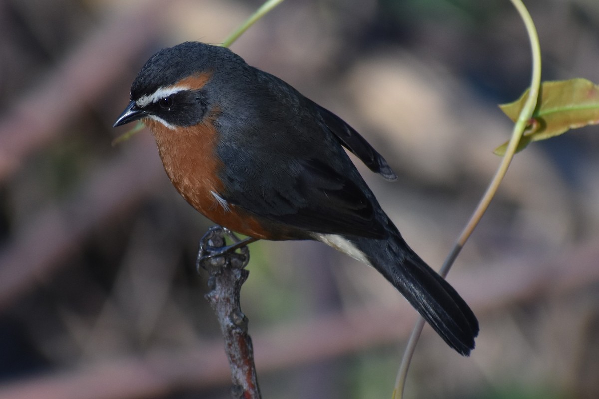 Black-and-rufous Warbling Finch - ML642834798