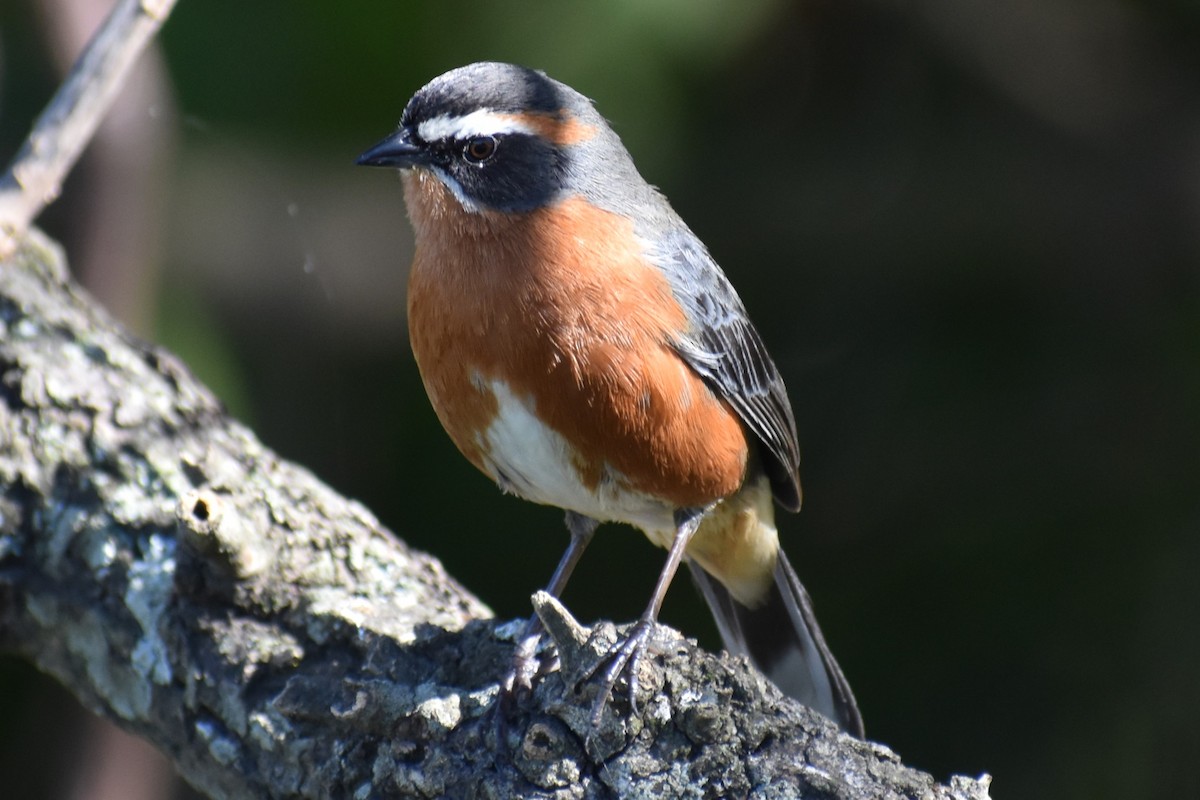 Black-and-rufous Warbling Finch - ML642834799