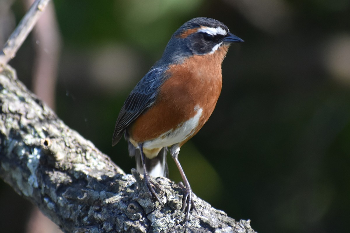 Black-and-rufous Warbling Finch - ML642834800