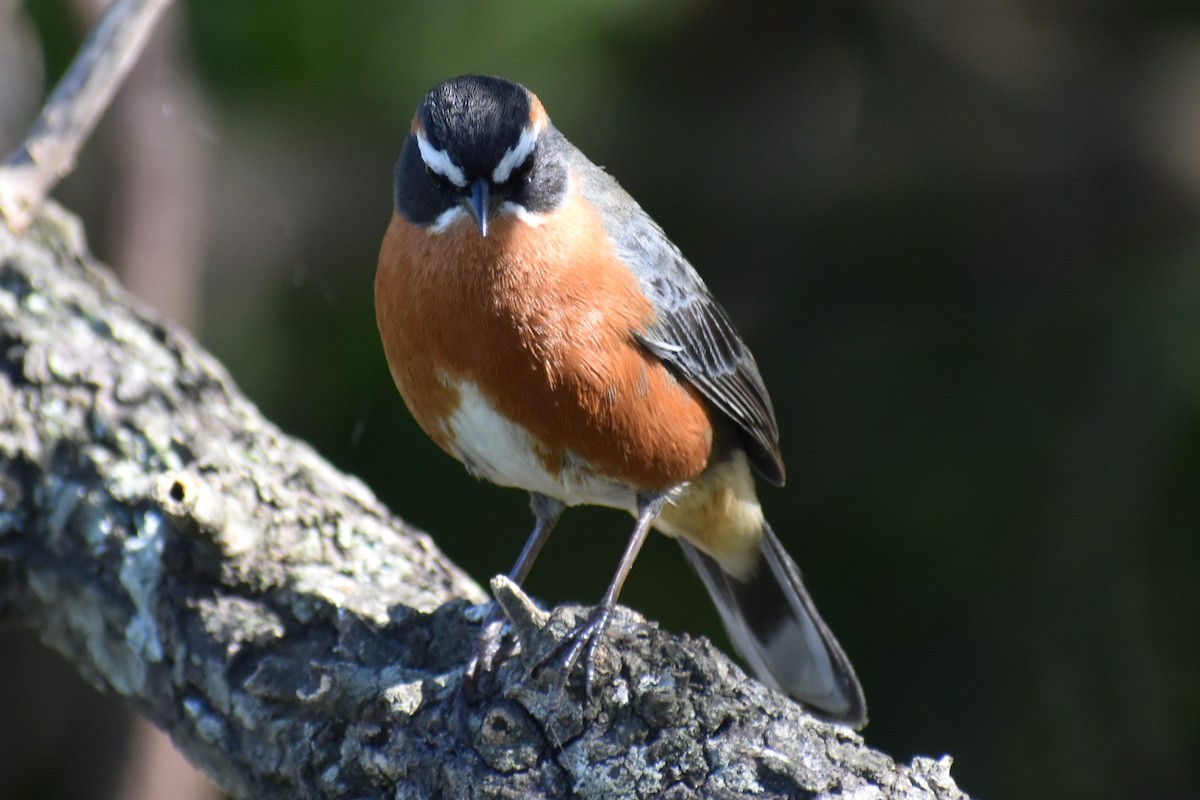 Black-and-rufous Warbling Finch - ML642834801