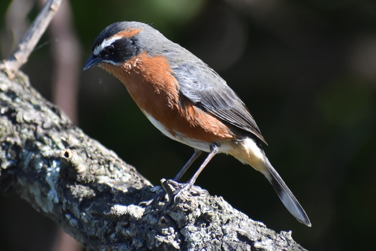 Black-and-rufous Warbling Finch - ML642834802
