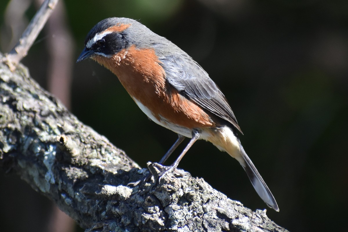 Black-and-rufous Warbling Finch - ML642834803