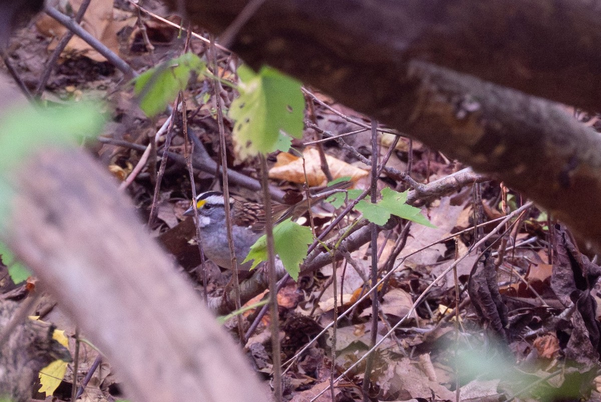 White-throated Sparrow - ML642834817