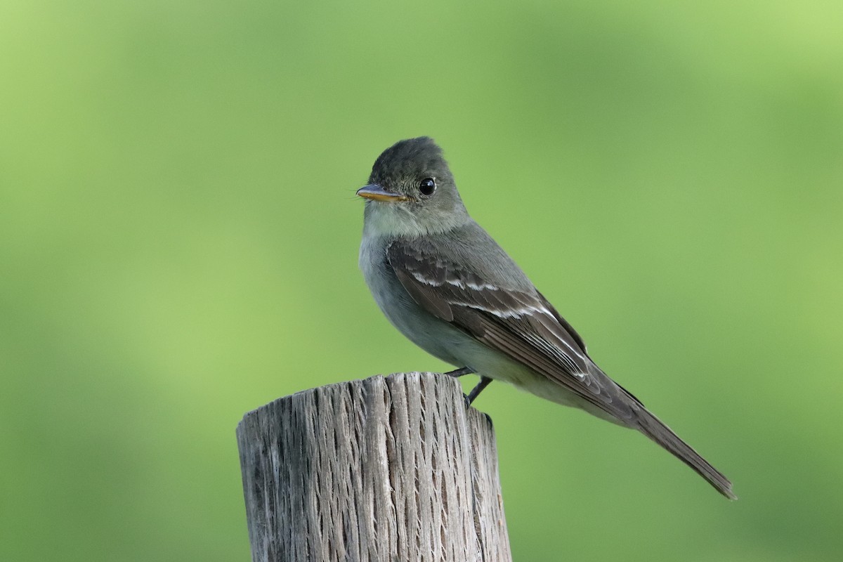 Eastern Wood-Pewee - ML642834820
