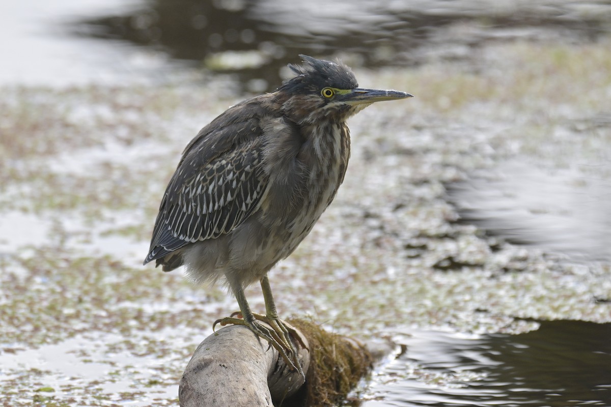 Green Heron - ML642834824