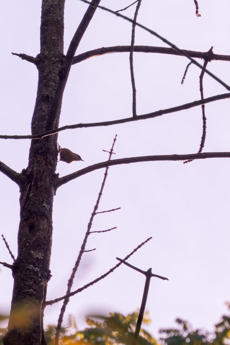 Red-breasted Nuthatch - ML642834830