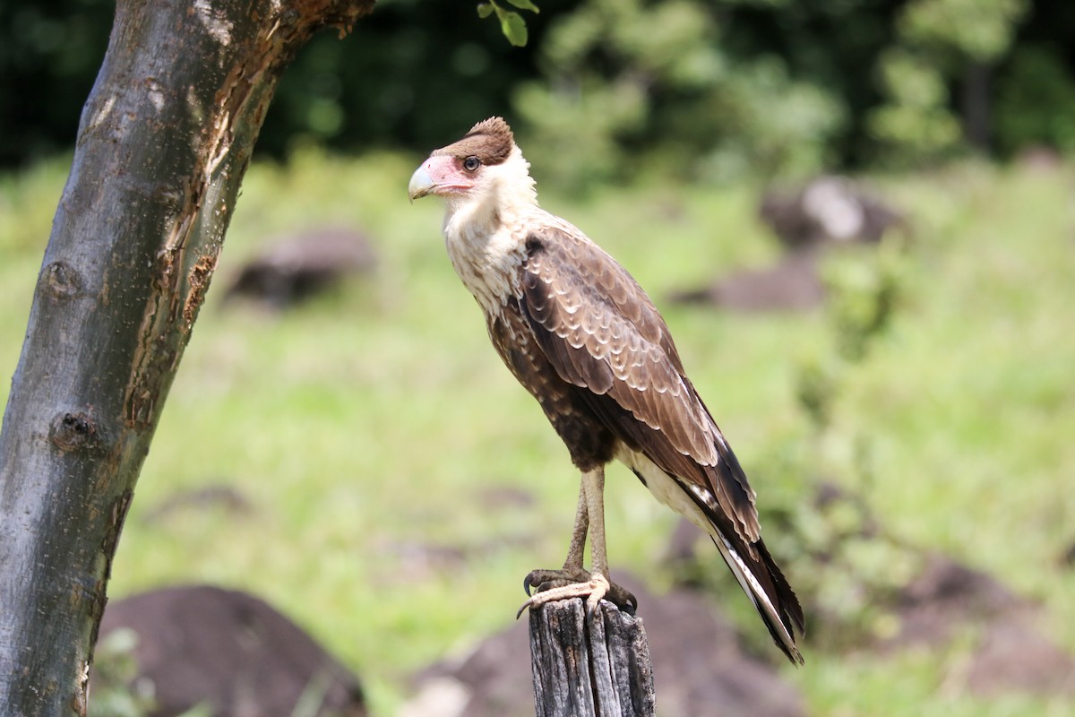 Crested Caracara (Northern) - ML642834835