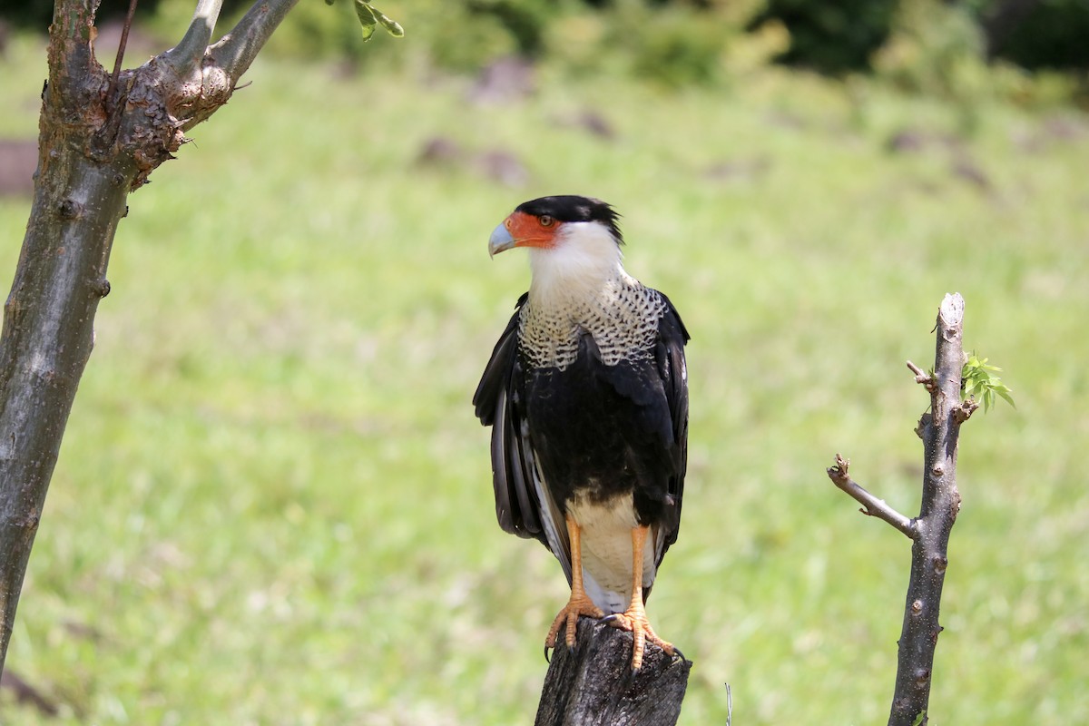 Crested Caracara (Northern) - ML642834837