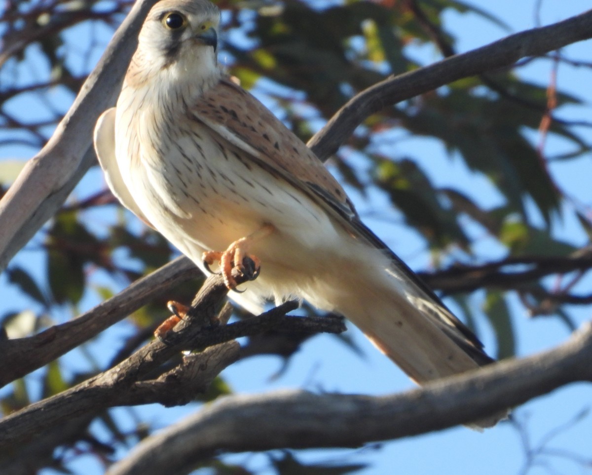 Nankeen Kestrel - ML642834841