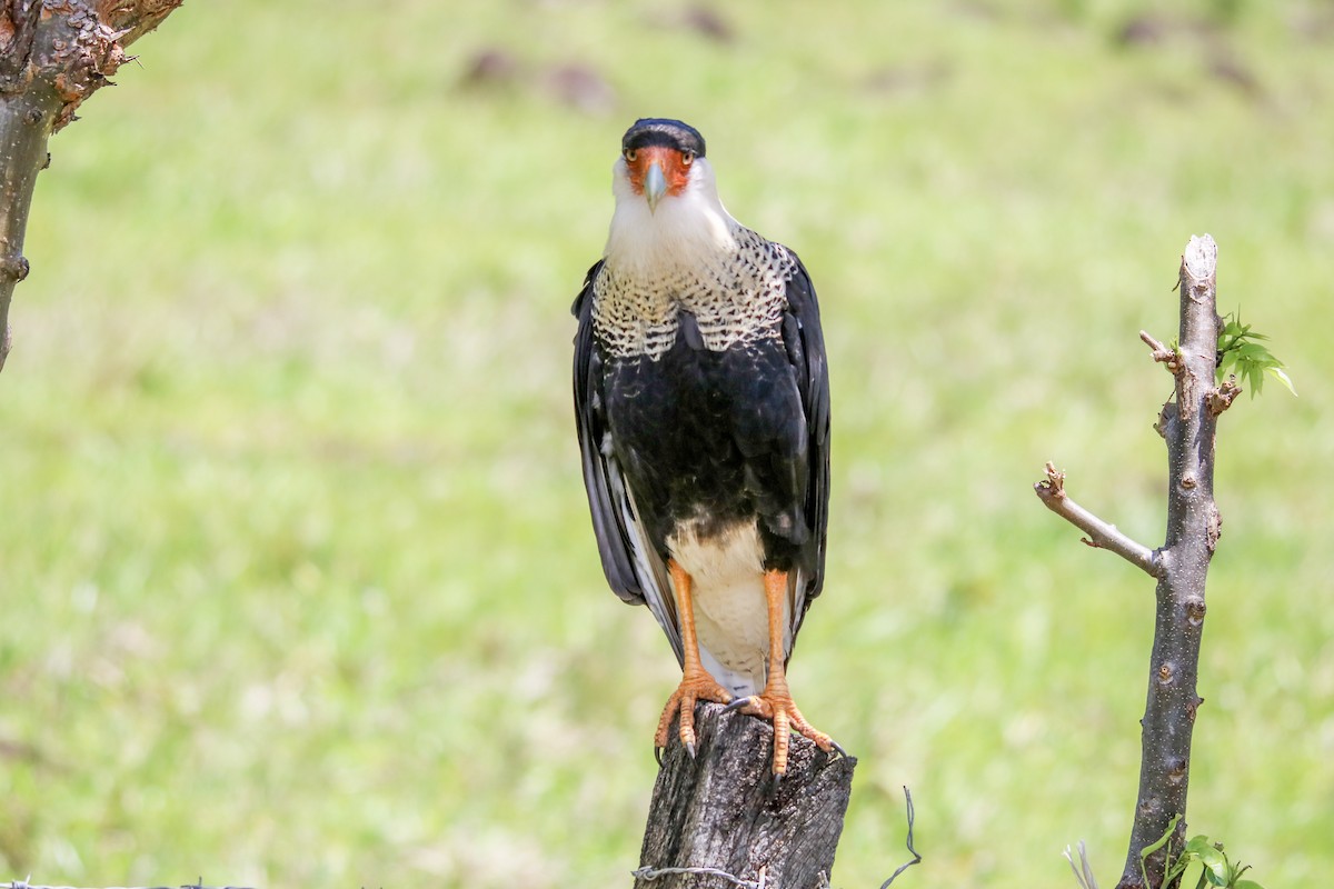 Crested Caracara (Northern) - ML642834843