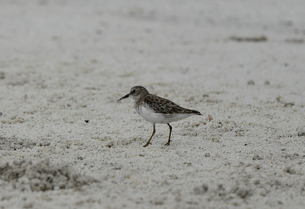 Least Sandpiper - ML642834844