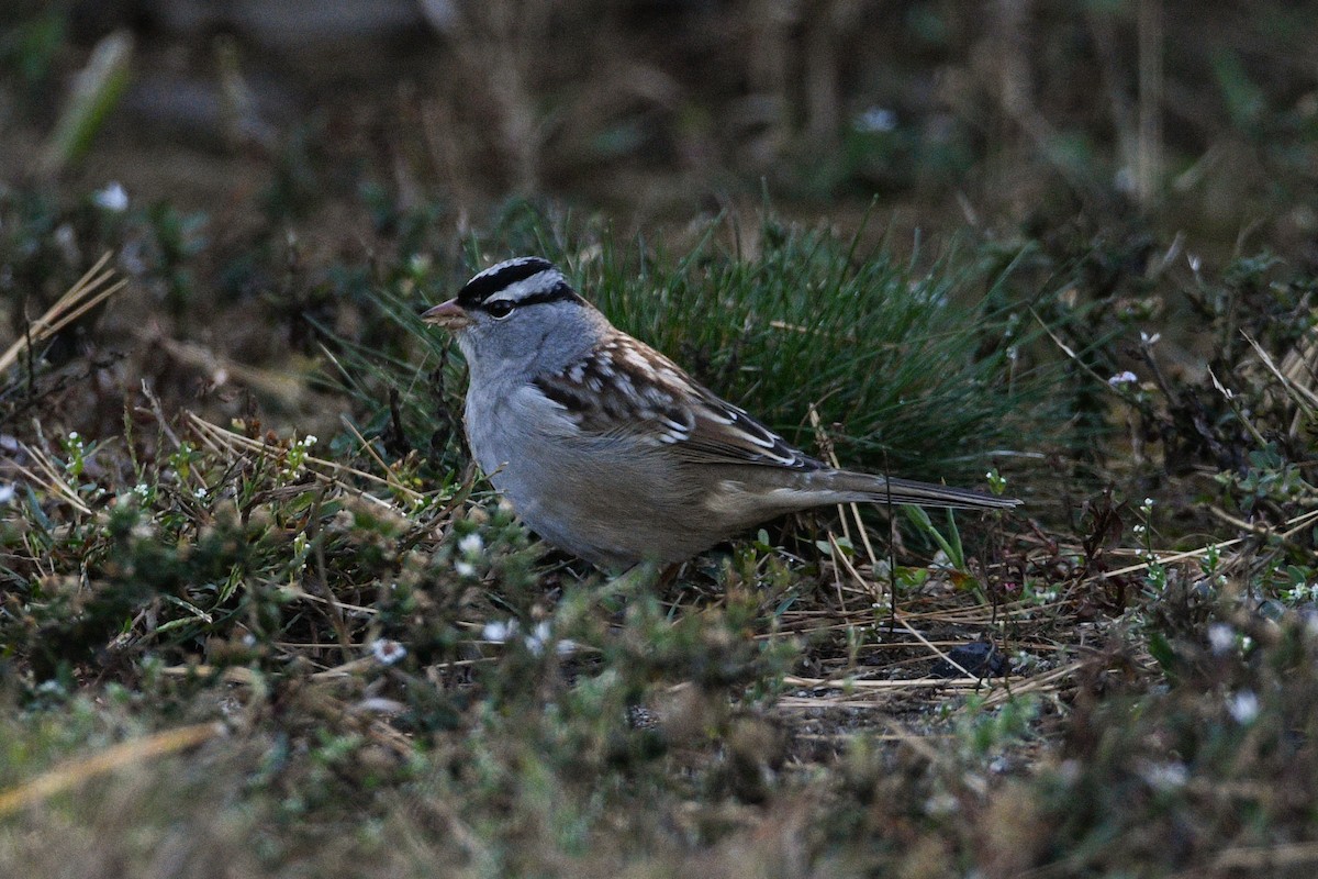 White-crowned Sparrow - ML642834848
