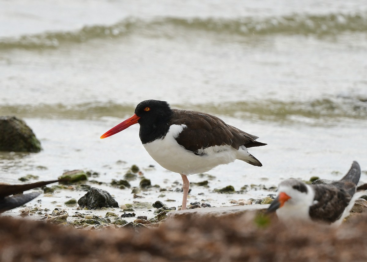 American Oystercatcher - ML642834856