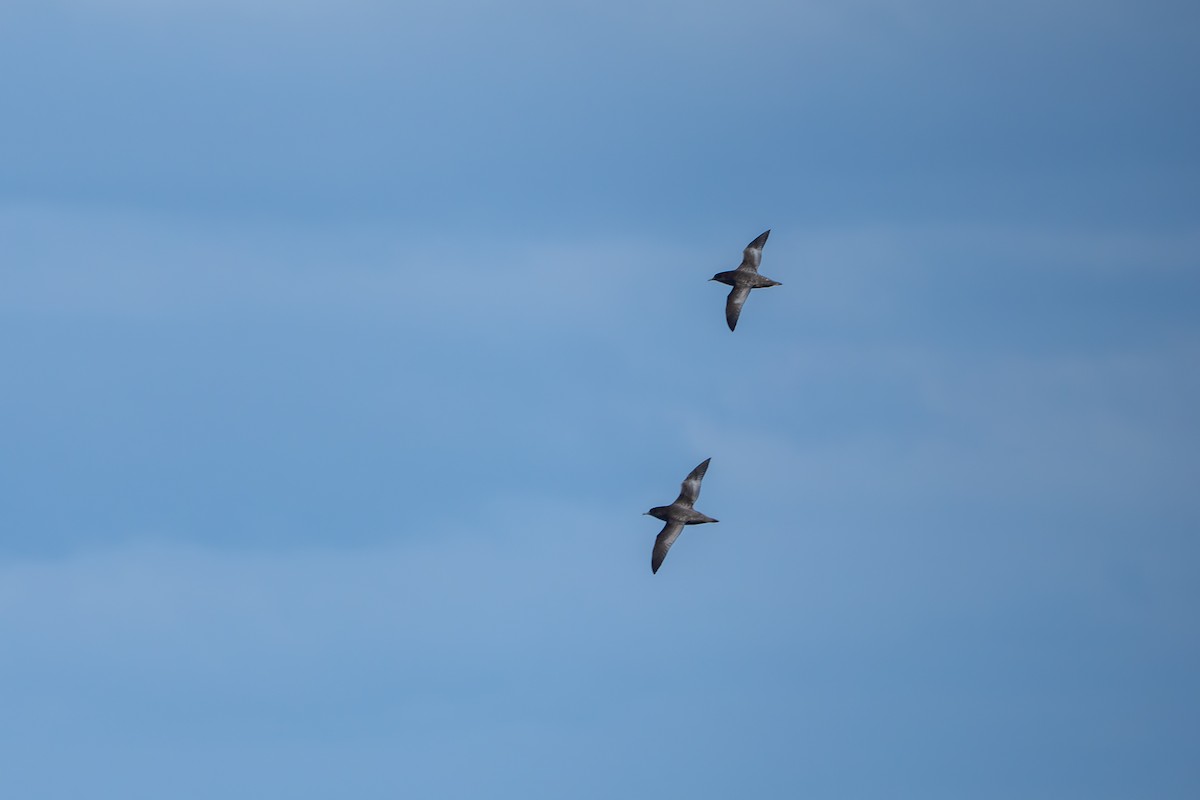 Short-tailed Shearwater - ML642834857