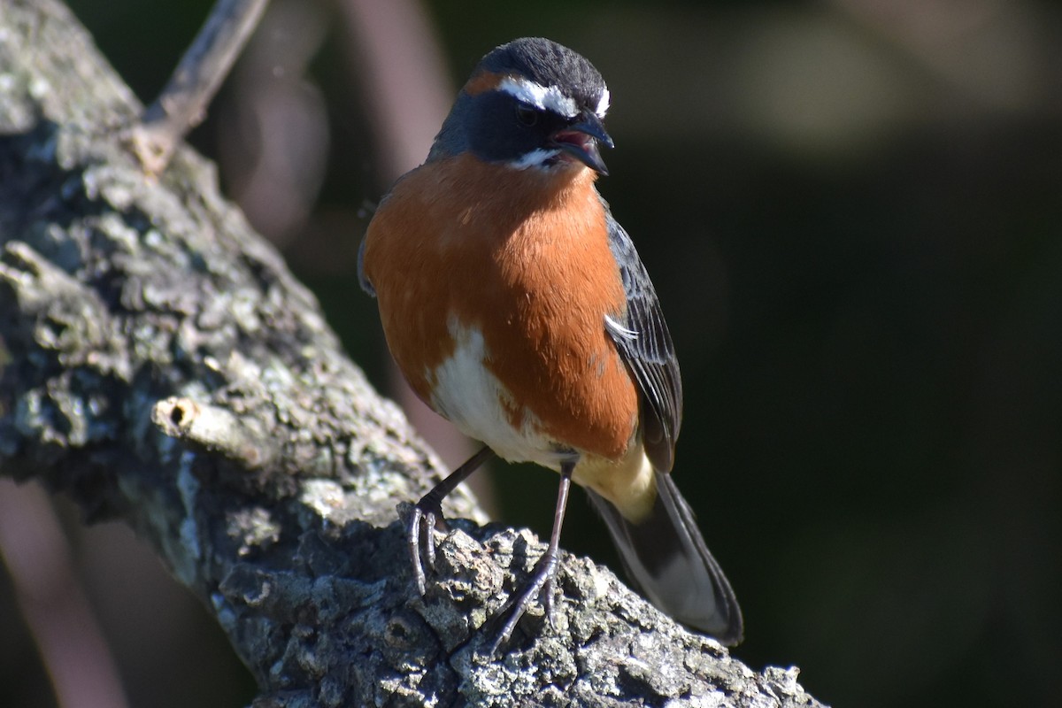 Black-and-rufous Warbling Finch - ML642834863