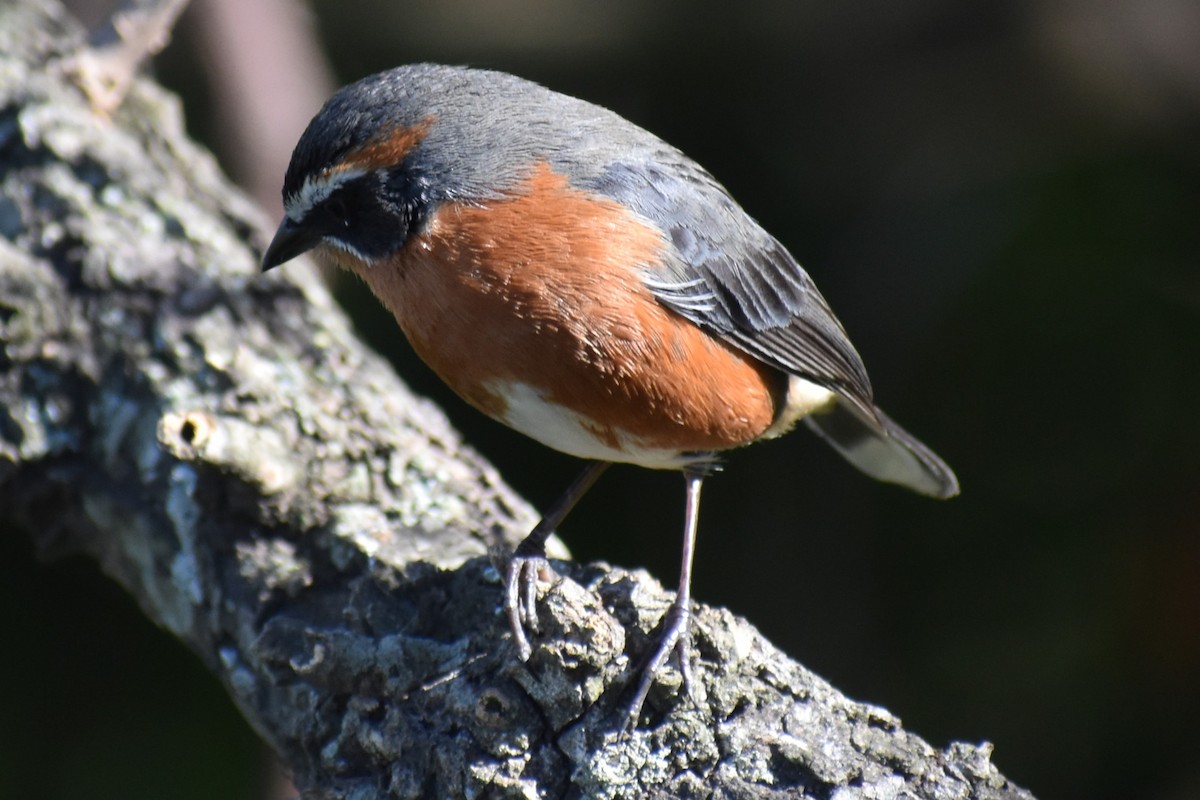 Black-and-rufous Warbling Finch - ML642834864