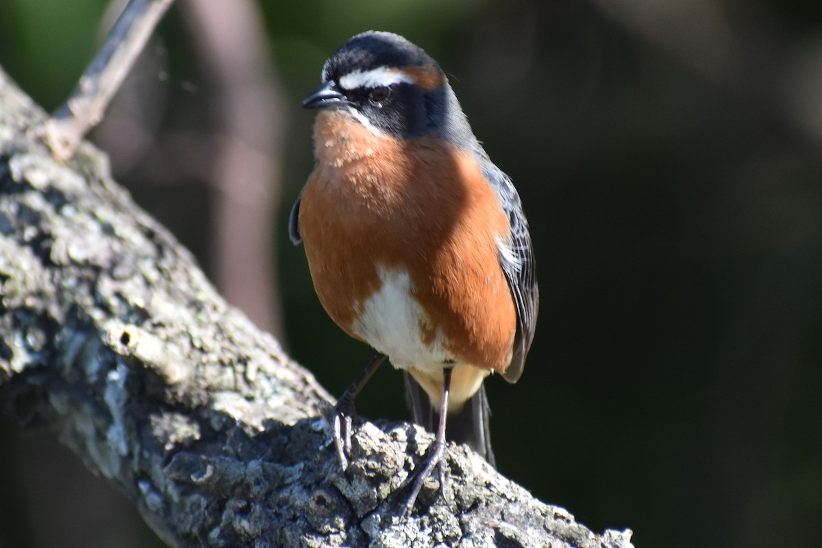 Black-and-rufous Warbling Finch - ML642834865