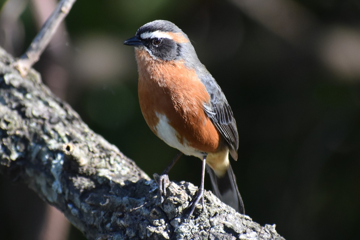 Black-and-rufous Warbling Finch - ML642834866