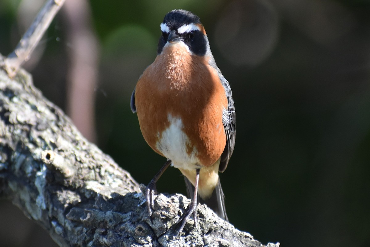 Black-and-rufous Warbling Finch - ML642834867