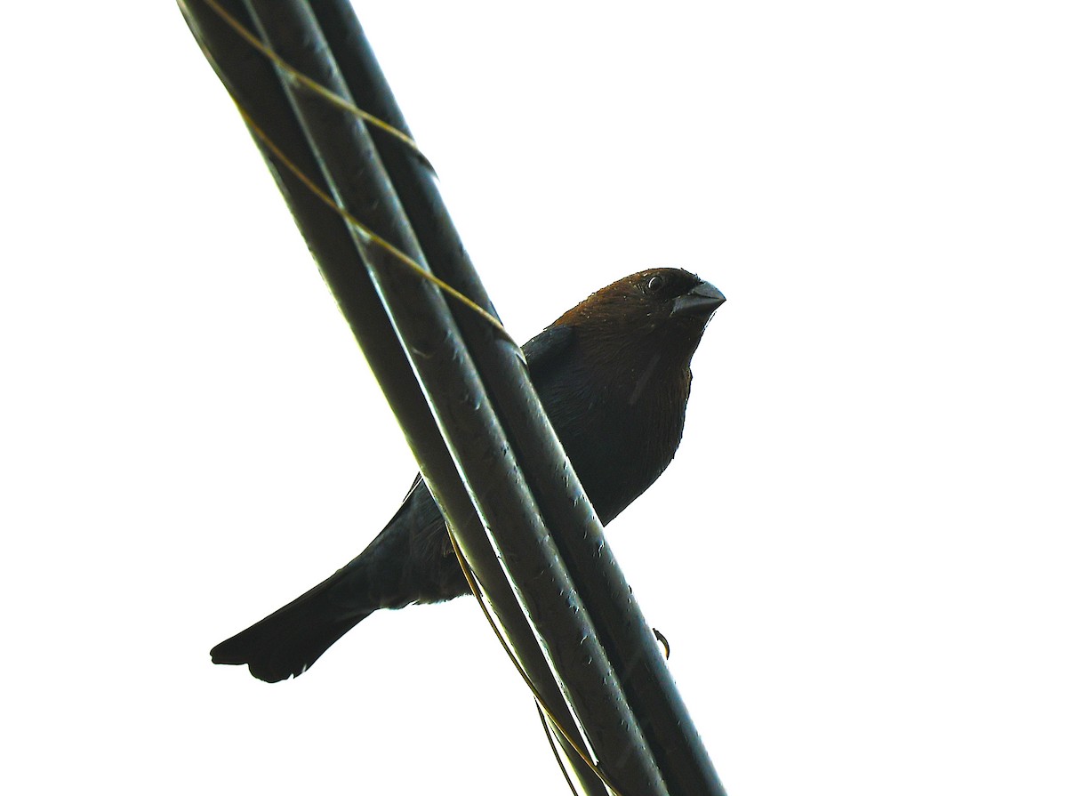 Vacher à tête brune - ML642834869