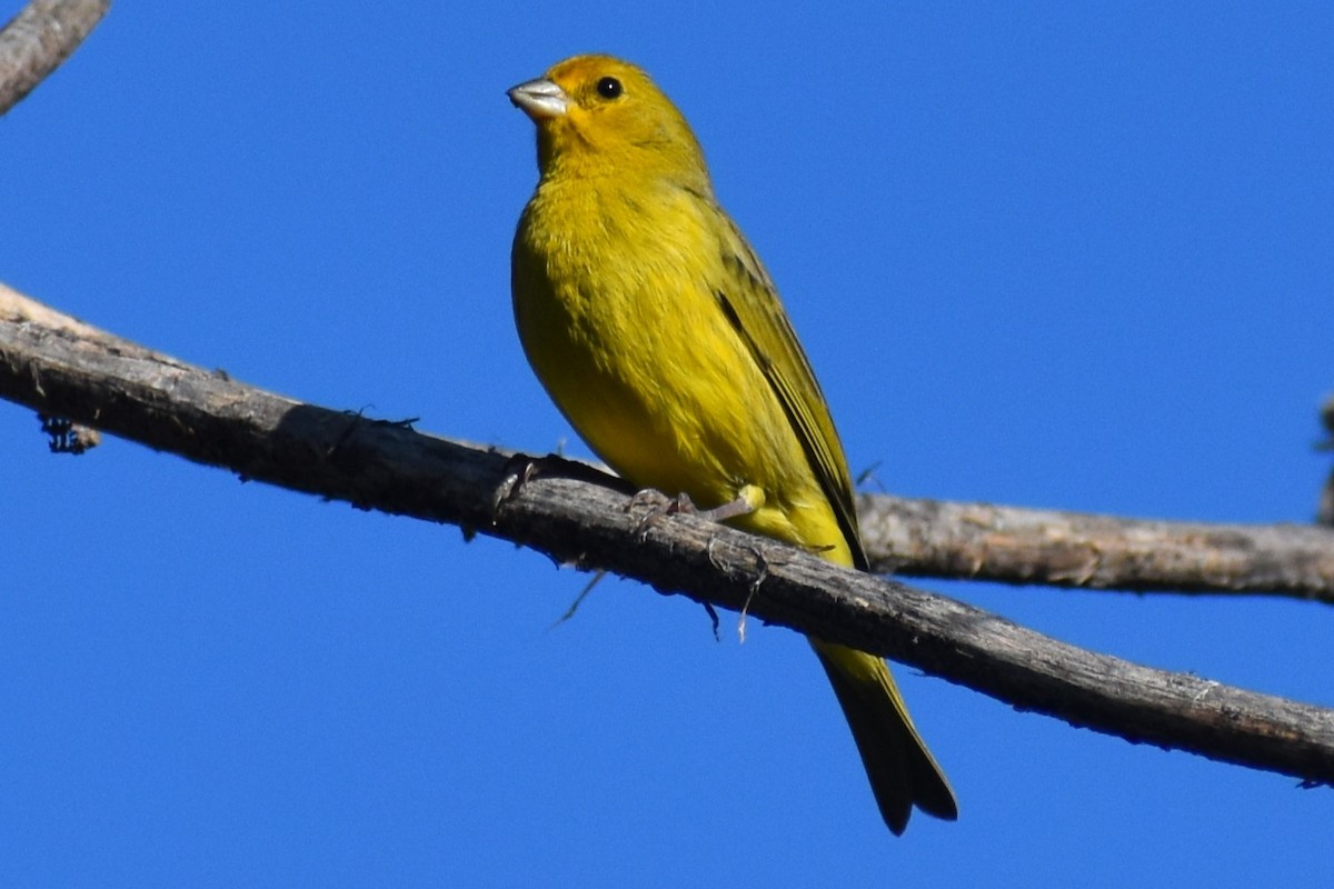Saffron Finch - ML642834878