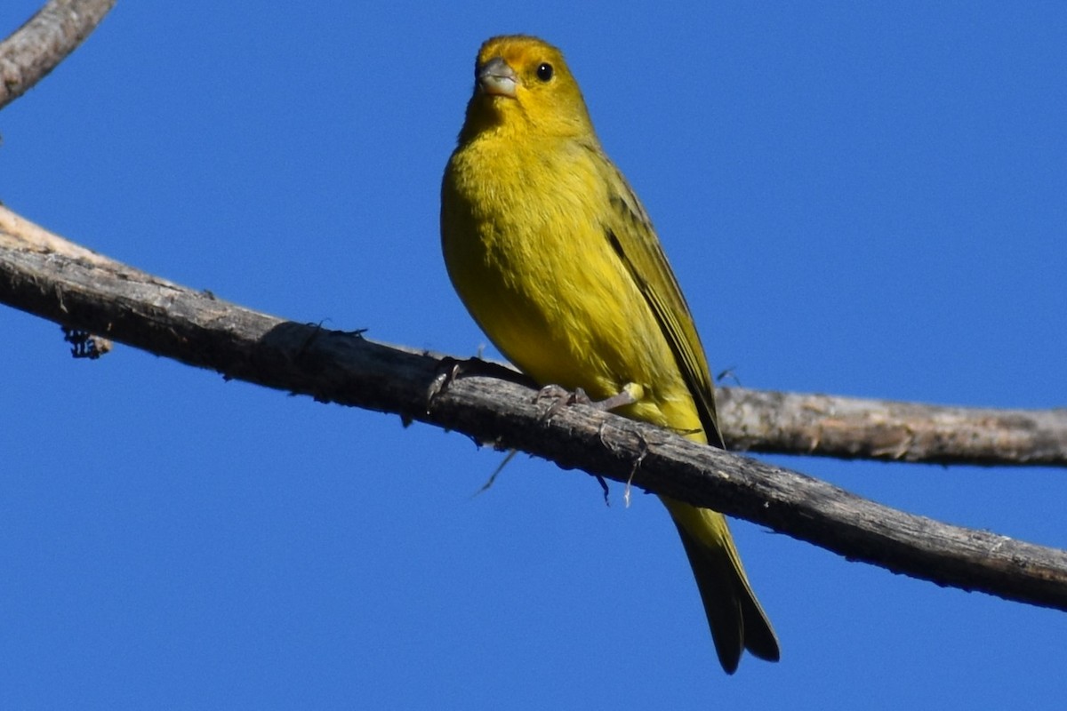 Saffron Finch - ML642834879