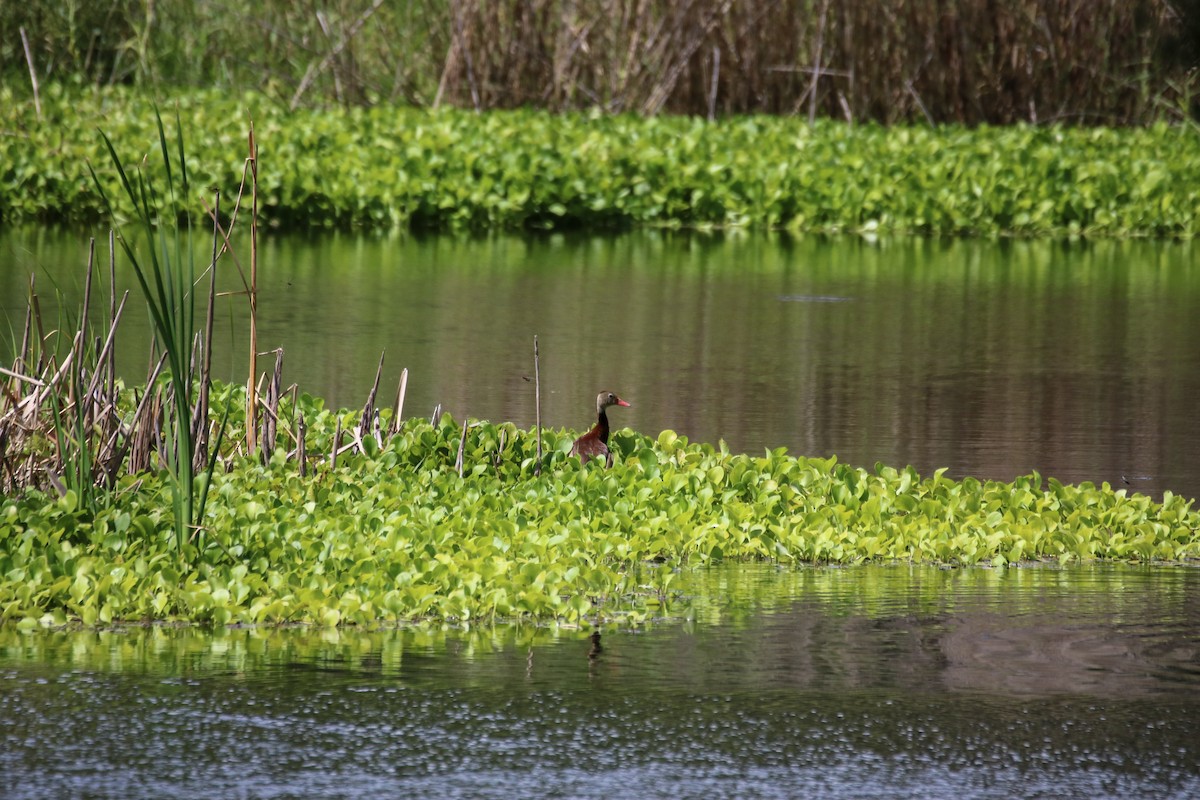 Dendrocygne à ventre noir - ML642834880