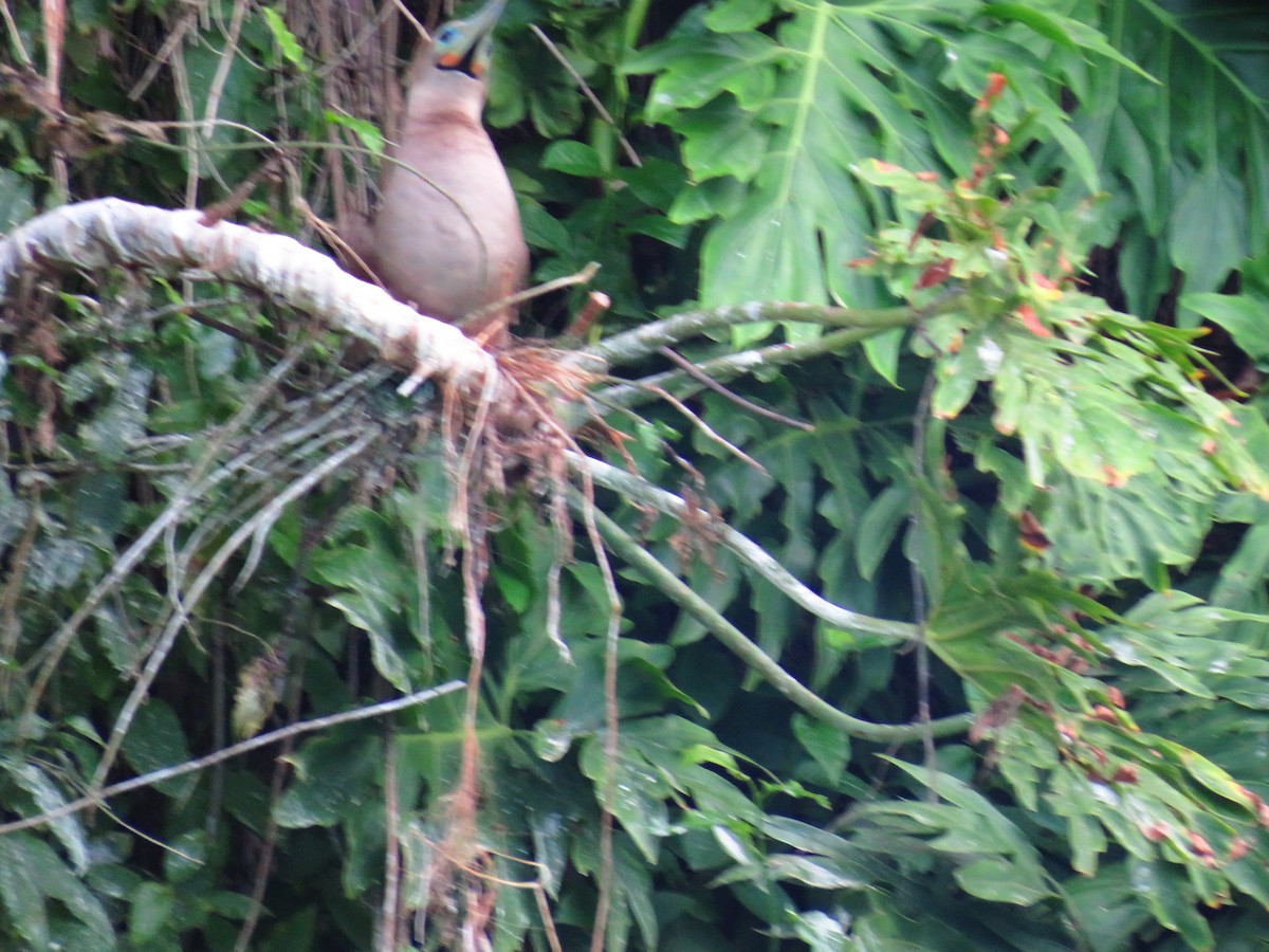 Red-footed Booby - ML642834881