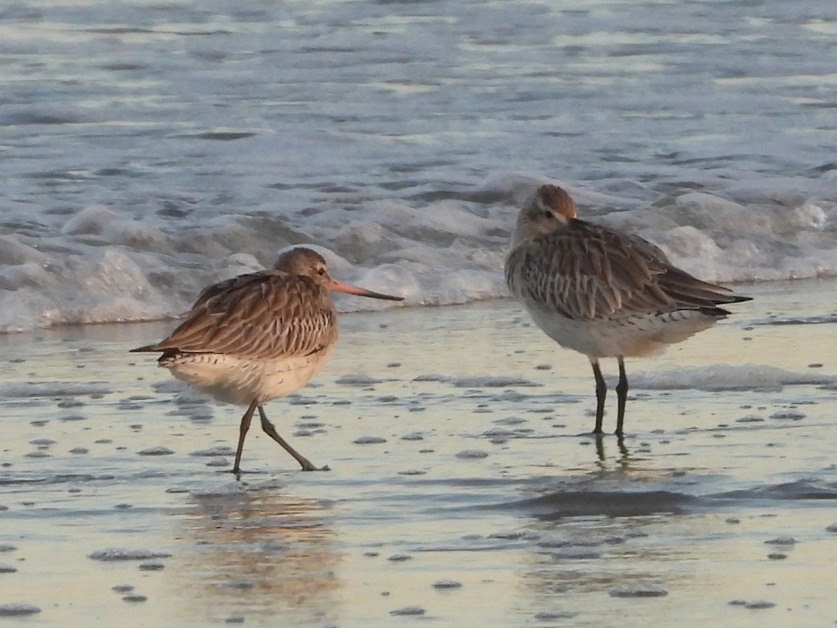 Bar-tailed Godwit - ML642834887