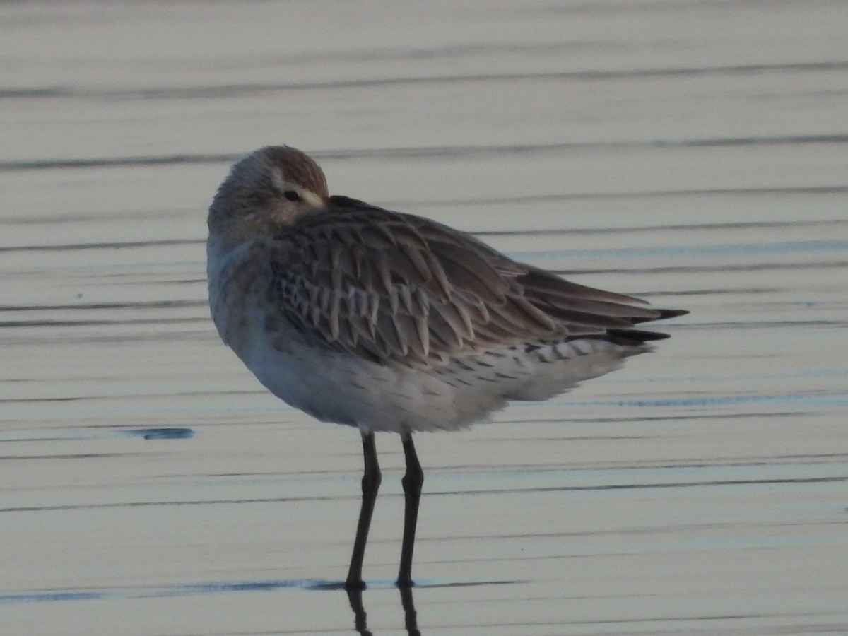 Bar-tailed Godwit - ML642834888